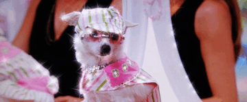 Glittery gif of Chloe from Beverly Hills Chihuahua
