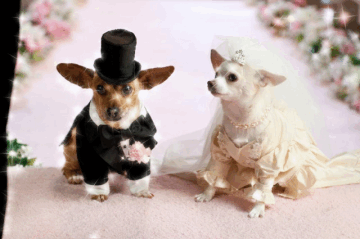 Glittery gif of Papi and Chloe getting married in Beverly Hills Chihuahua