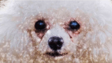 Glittery gif of poodle with crusty eyes
