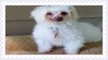 Stamp of maltese with tear stains on its fur.