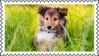 Stamp of a sheltie