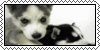 Stamp of puppy husky biting at camera while other rests