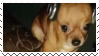 Stamp of dog with headphones
