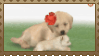 Stamp of nintendogs puppy golden retriever with hibiscus flower on head licking a kitten